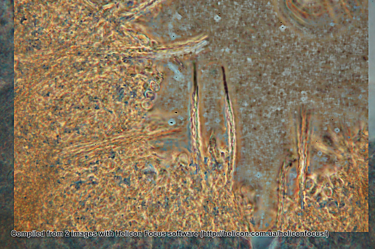 Subulicystidium longisporum (Patouillard) Parmasto